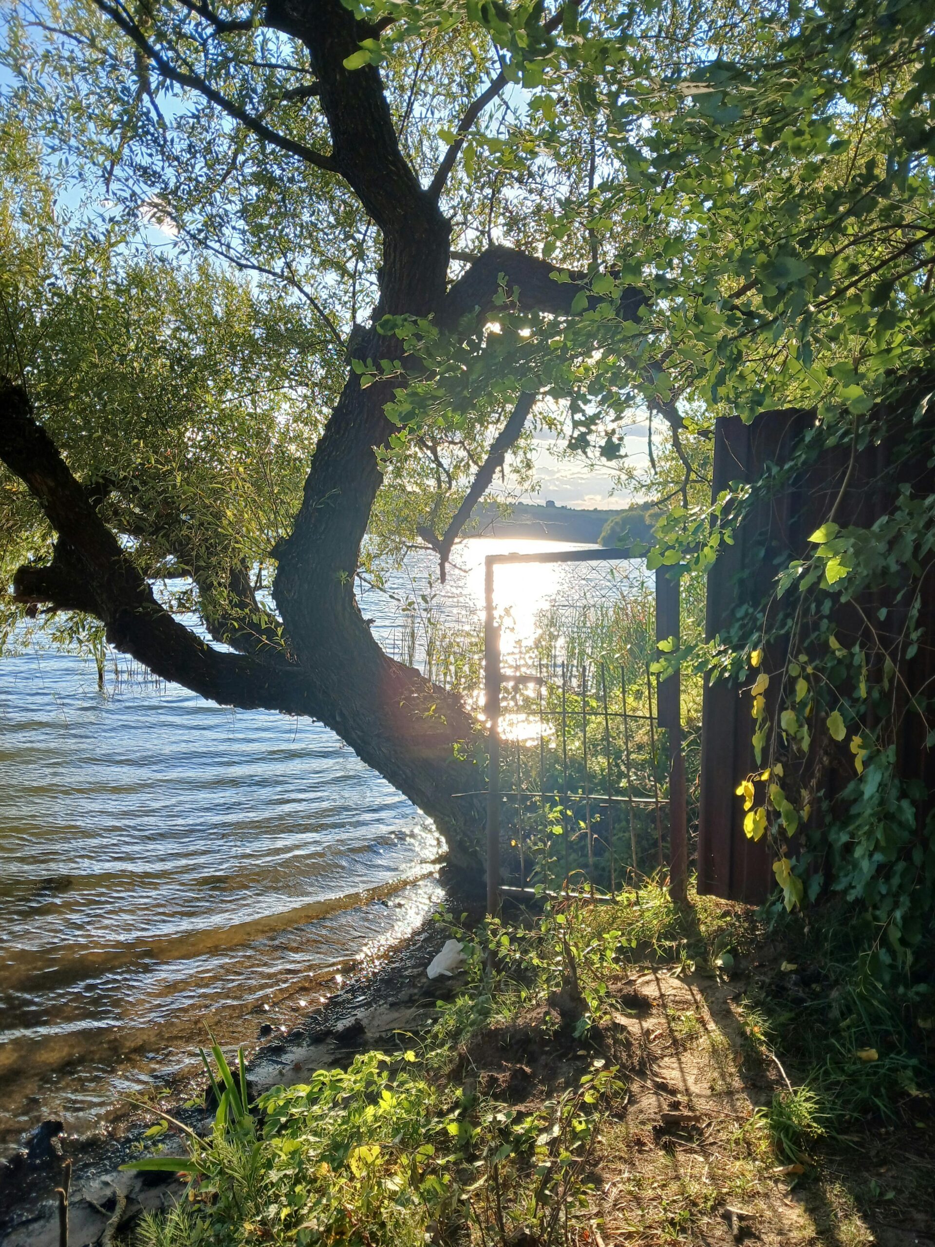 Tranquil lakeside view with sunlight reflecting on water through trees and rustic gate.